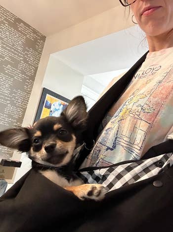 Person holds small dog in a checkered sling. Background features patterned wallpaper