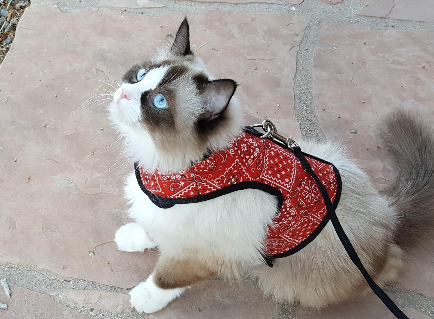 10 Safe and Comfortable Cat Harnesses