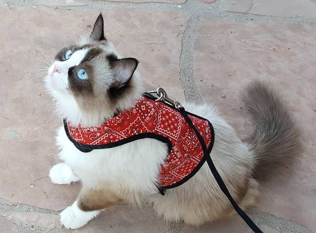 Reviewer image of fluffy cat sitting on pavement with red handkerchief patterned cat harness with Velcro closure and metal loop on back attached to a black leash 
