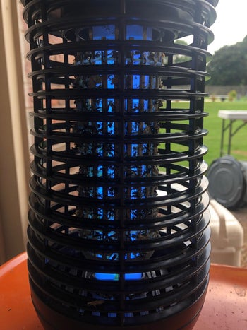 close-up look at the bug zapper with dead bugs inside