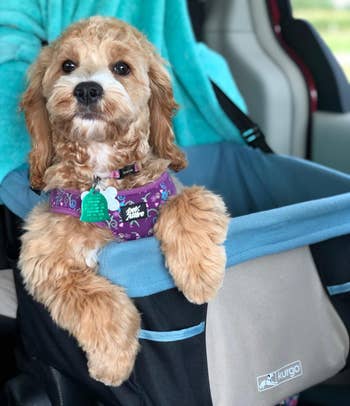 reviewer's small dog in a safety car seat designed for pets, looking at the camera