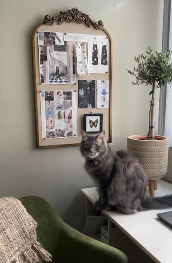 Cat sitting connected  a table  beside a decorative photograph  committee  and a potted plant, creating a cozy workspace vibe