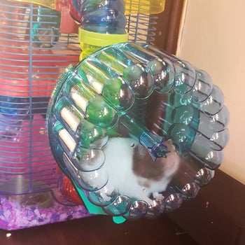 A reviewer's hamster in the blue wheel
