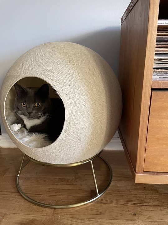 Cat resting wrong  a spherical, modern   feline  furniture  adjacent  to woody  furniture. Cozy location  setting