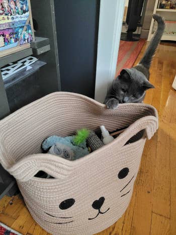 a cat messing with the basket, with toys inside