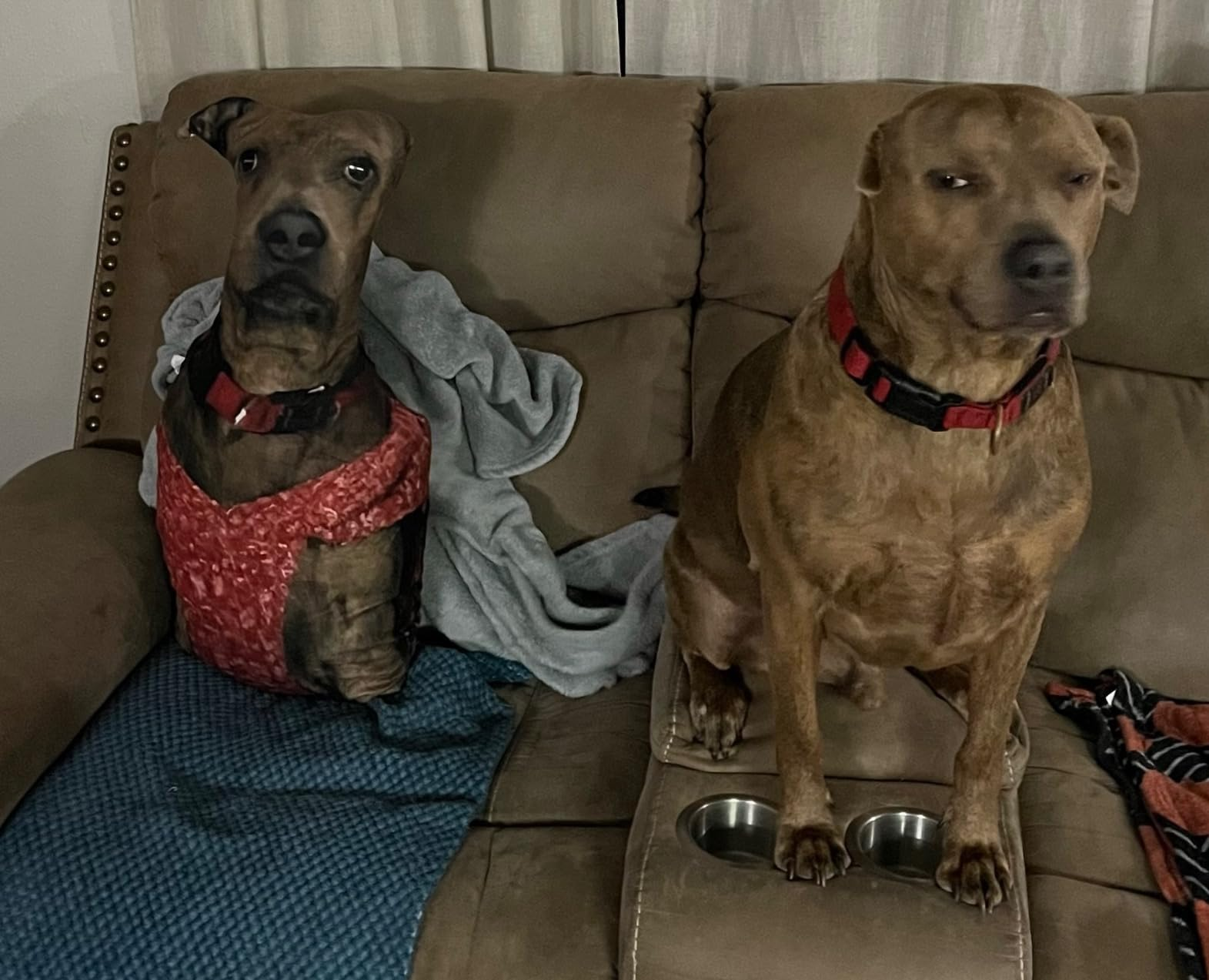 dog side eyes their matching pillow 