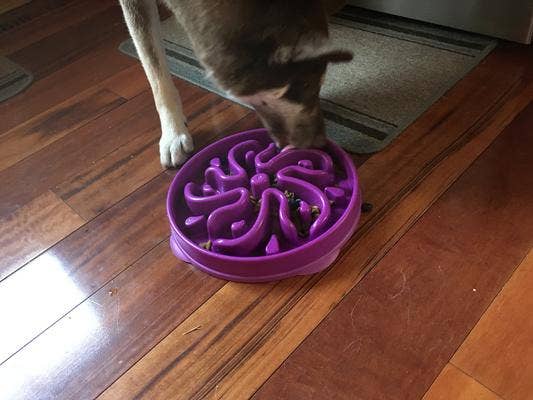 a dog eating from the interactive bowl