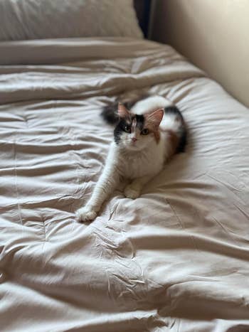 A fluffy feline is lounging connected a neatly made bed, looking straight astatine the camera