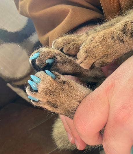 a feline wearing the nail caps