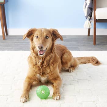 a dog with the treat dispensing ball 
