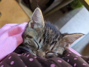 Kitten sleeping peacefully in a polka-dotted sling