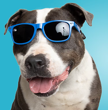 A dog wearing the sunglasses in blue