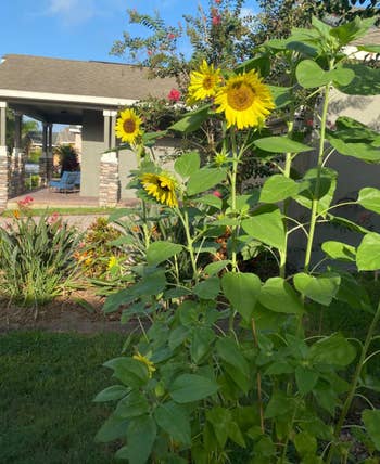 different reviewer's backyard with tall sunflower plants in full bloom