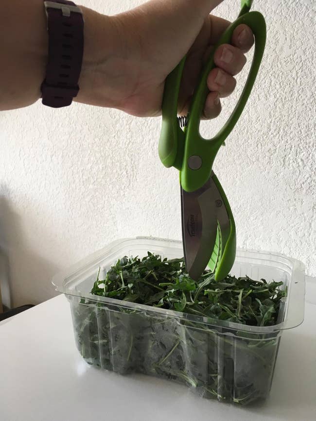 Hand holding greenish  herb scissors implicit    a integrative  instrumentality  of arugula