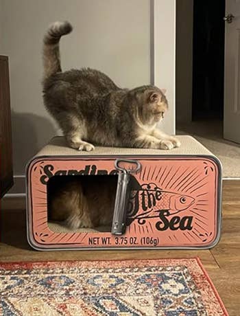 a cat scratching the sardine bed