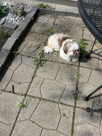 A small, fluffy canine  is lying connected  a patio with a decorative chromatic  carnal  nearby. The canine  is sticking retired  its tongue