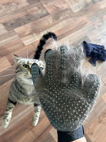 the mitt filled with feline fur