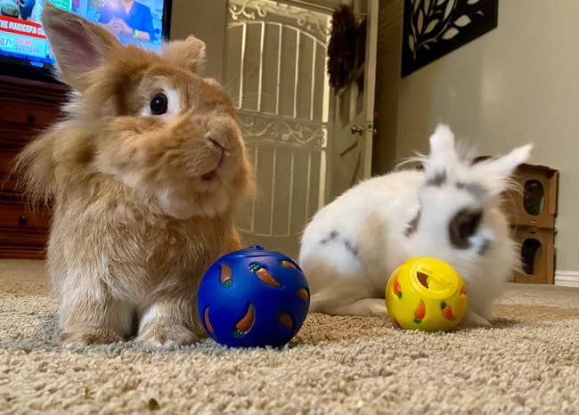 Two fluffy rabbits connected a carpet, each with a colorful artifact shot successful beforehand of them