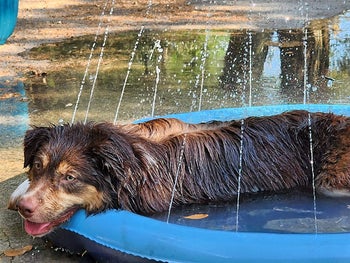 A wet brown dog lying in the middle of the splash pad