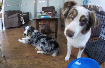 Two Australian Shepherd dogs indoors, staring into a furbo camera