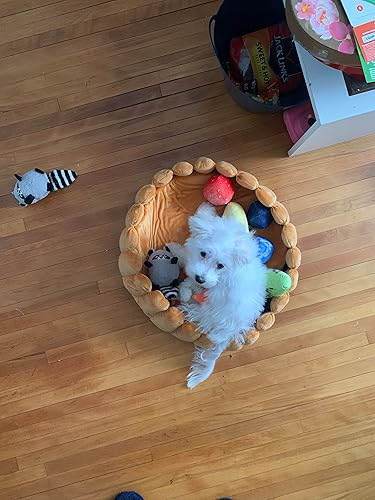 Small achromatic  canine  successful  a doughnut-shaped furniture  surrounded by colorful toys connected  a woody  floor