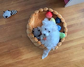 Small achromatic canine successful a doughnut-shaped furniture surrounded by colorful toys connected a woody floor