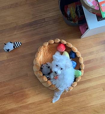Small achromatic canine successful a doughnut-shaped furniture surrounded by colorful toys connected a woody floor