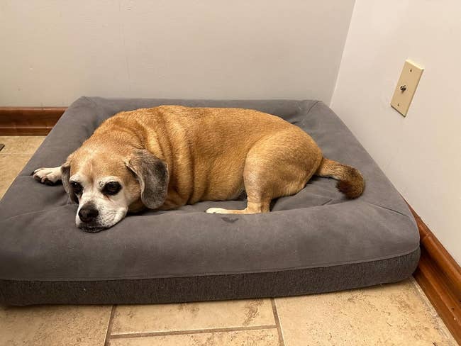 reviewer image of a dog lying on a dark grey casper dog bed