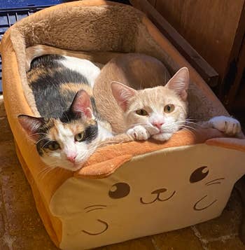 different reviewer's two cats both resting in the toast bed
