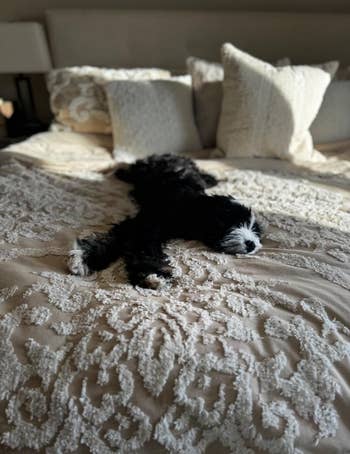 Dog relaxing on a patterned bedspread, sunlit room