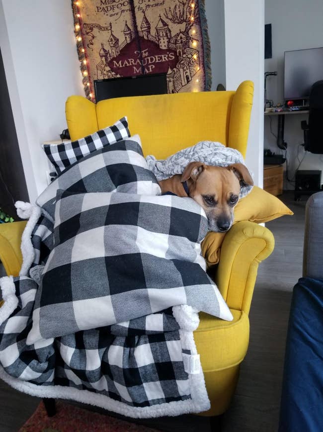 a reviewer showing their dog cuddling with the throw blanket in black check