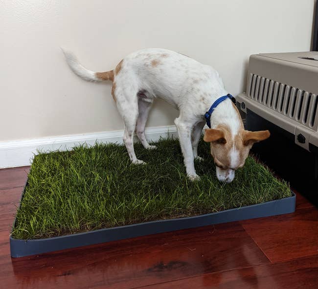 a reviewer photo of a dog standing on the grass pad 