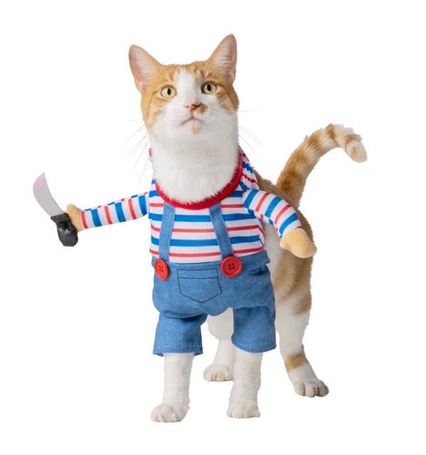 cat in a scary costume