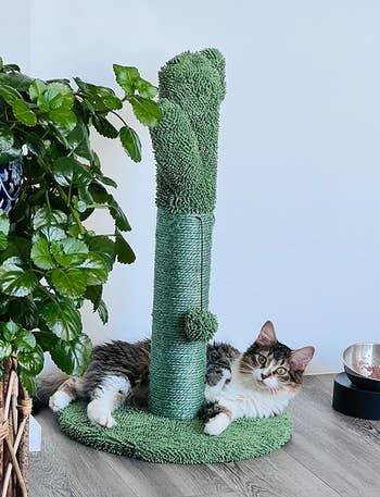 reviewer's cat playing with green cactus scratching post