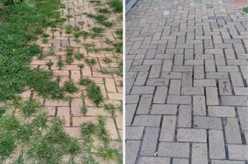 1 with writer increasing betwixt the bricks, the different cleanable and well-maintained