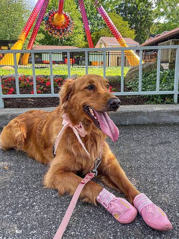 Golden retriever wearing pink shoes lying on pavement, with a small amusement park ride in the background