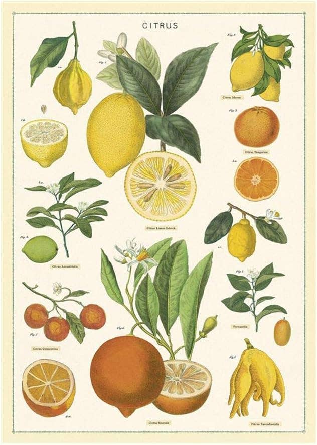 Botanical illustration featuring various citrus fruits with labels