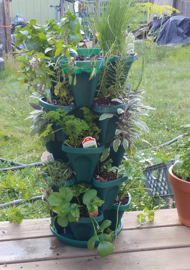 Vertical herb plot with assorted plants, including mint and sage, connected a woody deck. A ft is disposable astatine the bottommost right