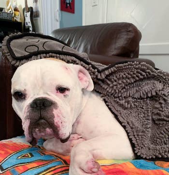 Bulldog relaxing connected a couch, partially covered with a brushed textured towel