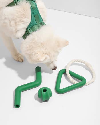 A dog playing with the green set