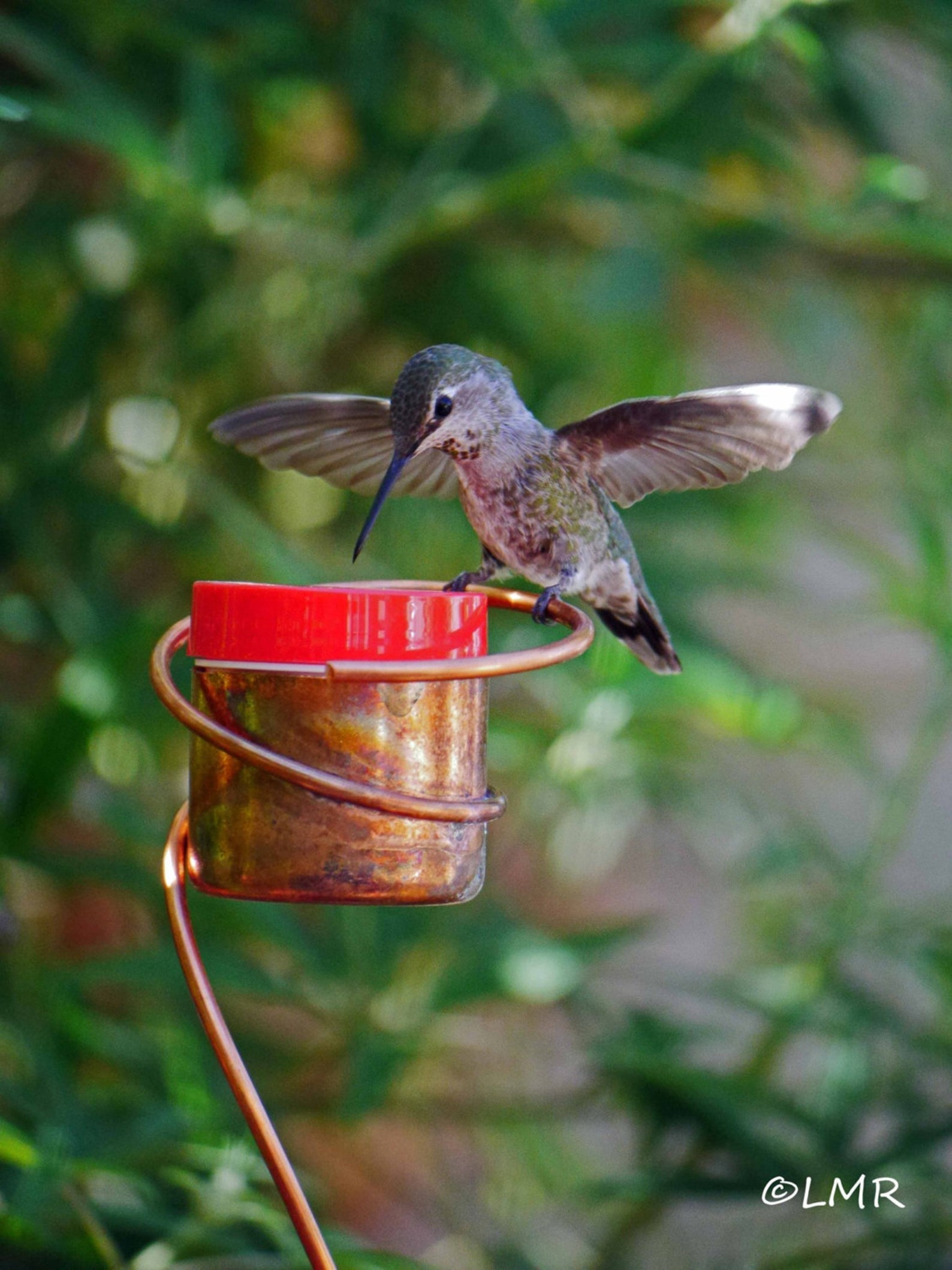 hummingbird next to the feeder