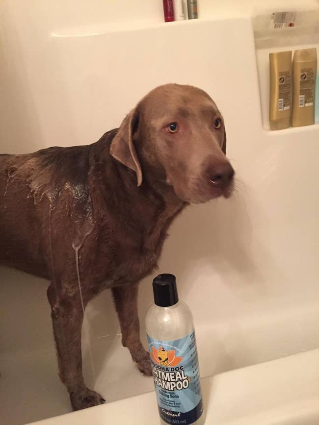 reviewer's dog in the bathtub standing next to the shampoo bottle