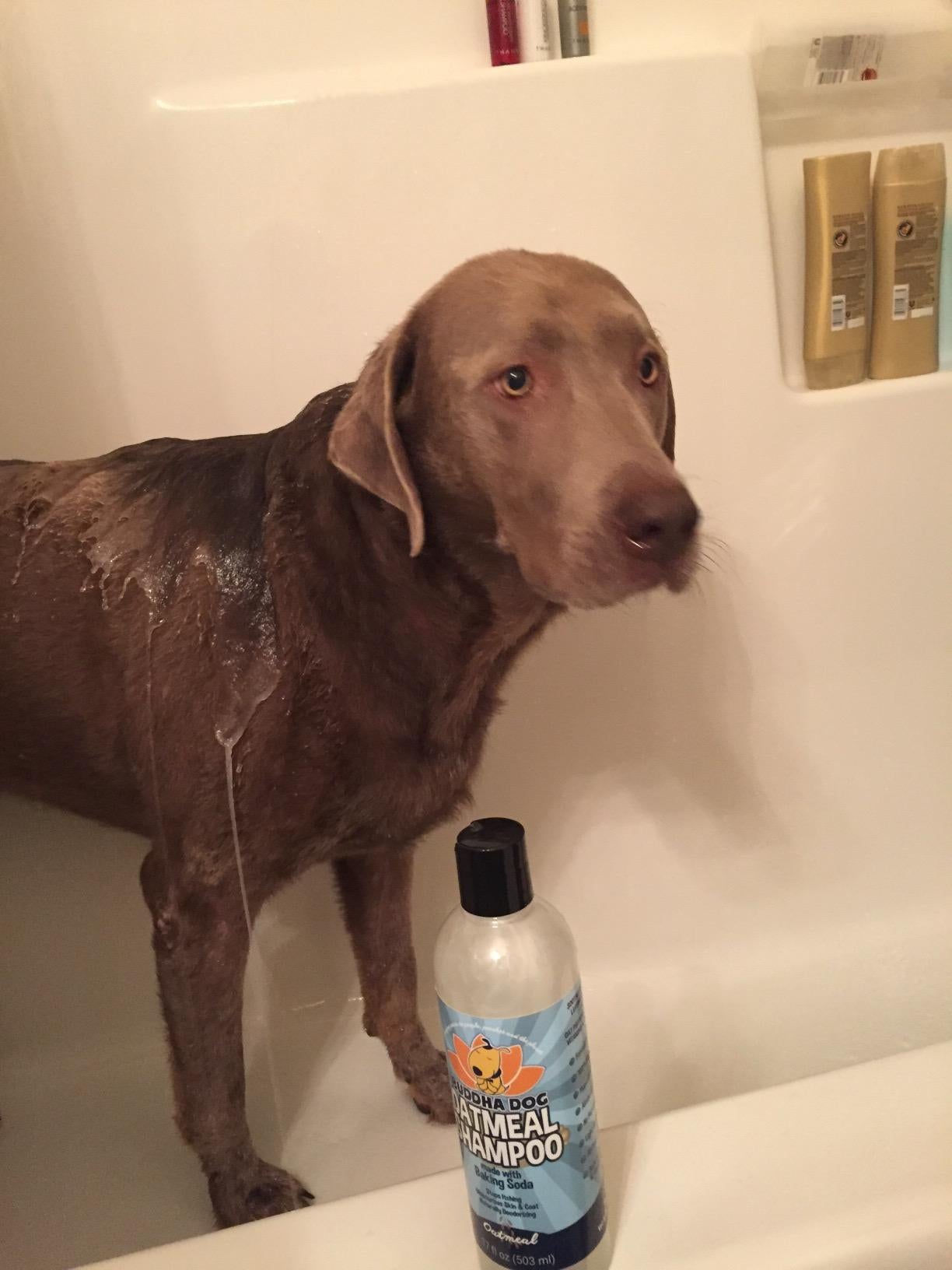 reviewer's dog in the bathtub standing next to the shampoo bottle