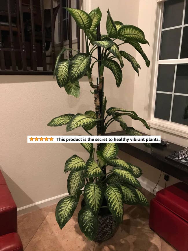 A healthy tall plant with five-star review text 