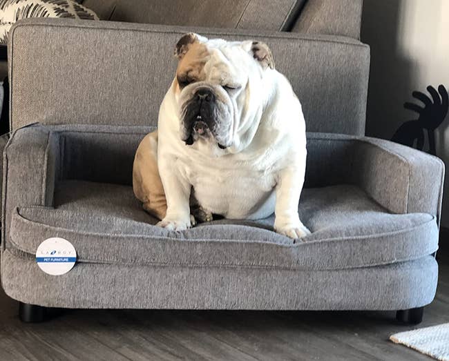 reviewer image of a bulldog sitting on the small grey couch
