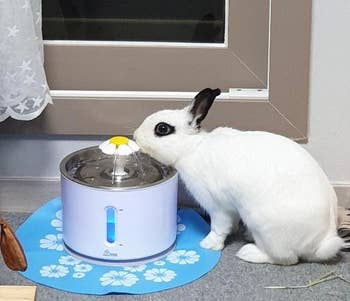 A reviewer's bunny drinking from the fountain