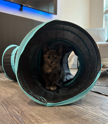 BuzzFeed writer's cat in the tunnel