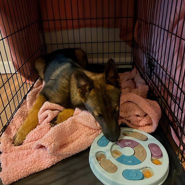 Dog successful a crate with a pinkish blanket, utilizing a circular artifact with compartments to entree treats