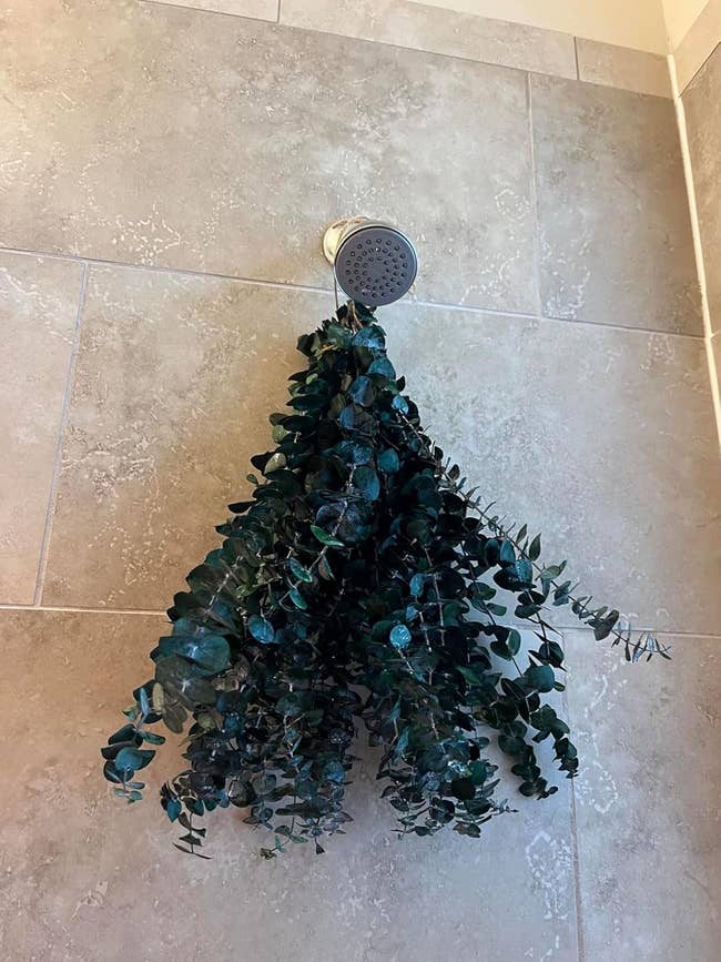Eucalyptus branches bent  from a showerhead, suggesting a spa-like, aromatic ablution  experience