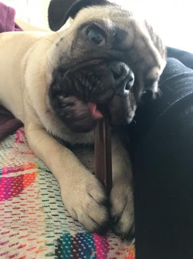 dog chews on stick